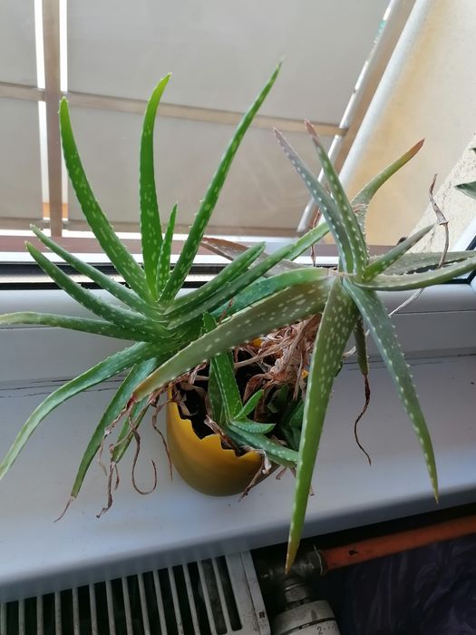 Kwiaty kwiat aloes Rybnik Śląsk górny Śląsk