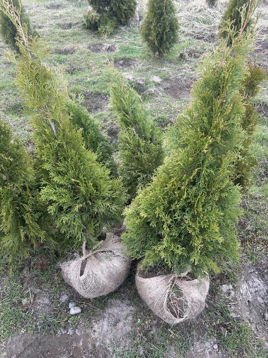 Tuje Szmaragd 80-260cm