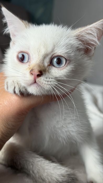 Кошенята  шиншилла поінт
