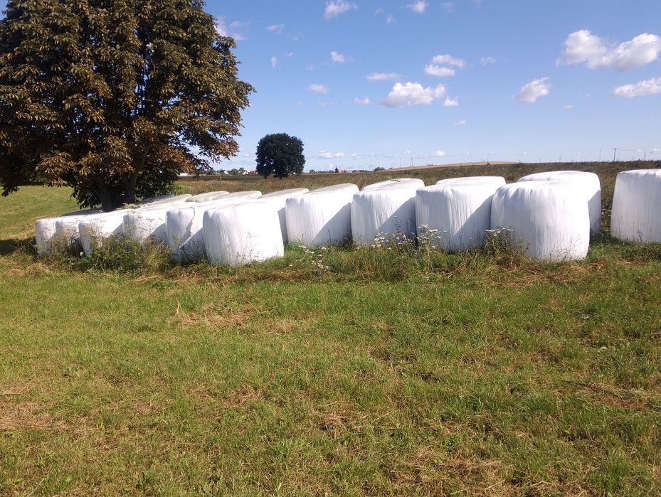 Siano,sianokiszonka120cm