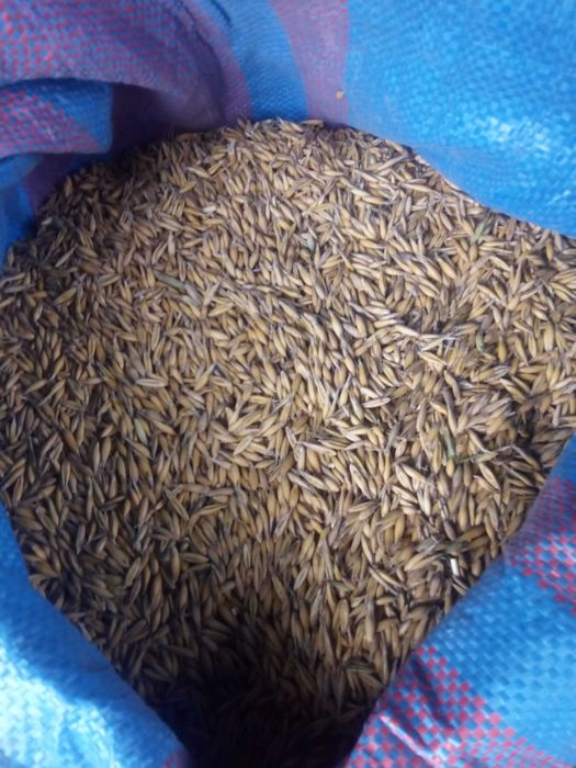 Owies kukurydza zboże  dla koni kur kaczek kur transport