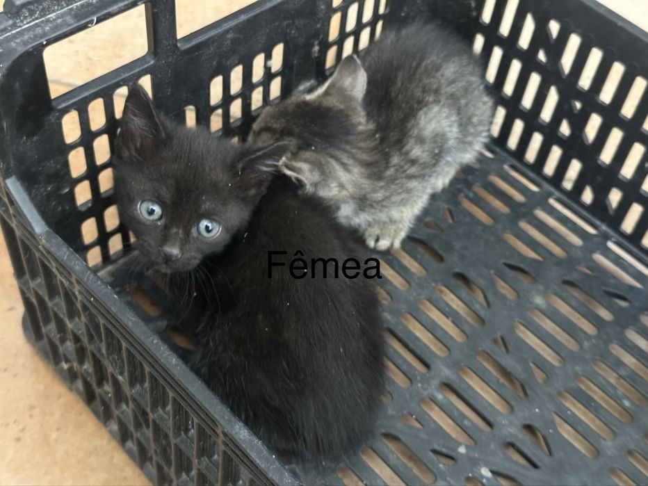 Dou gatinhos bebés