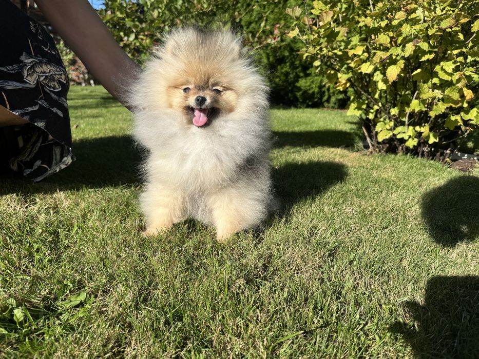 Sprzedam cudną dziewczynkę ZKwP FCI