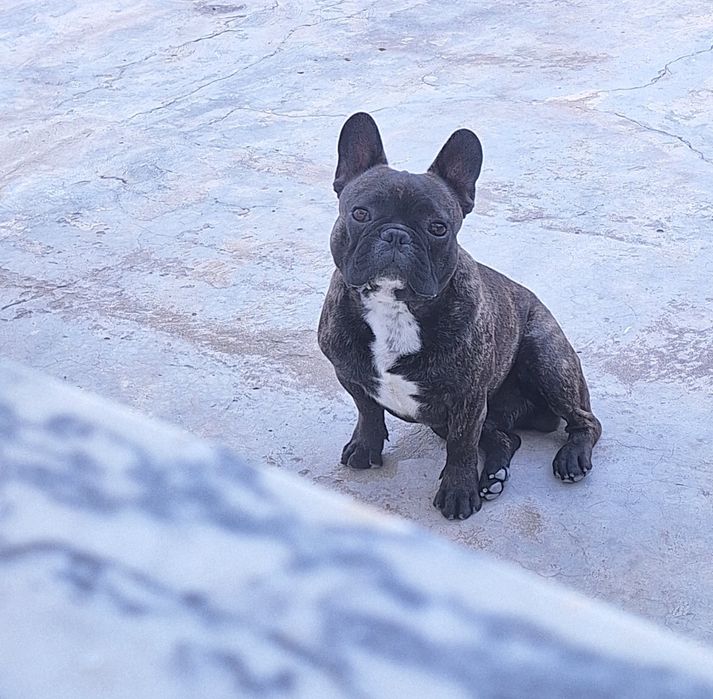 Buldogue Françês para Montas