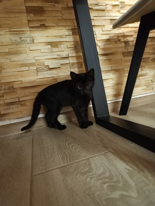 Котик 2,5 місяці шукає дім