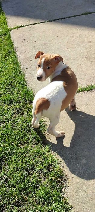 ''Пес Патрон" Джек Рассел Тер'єр