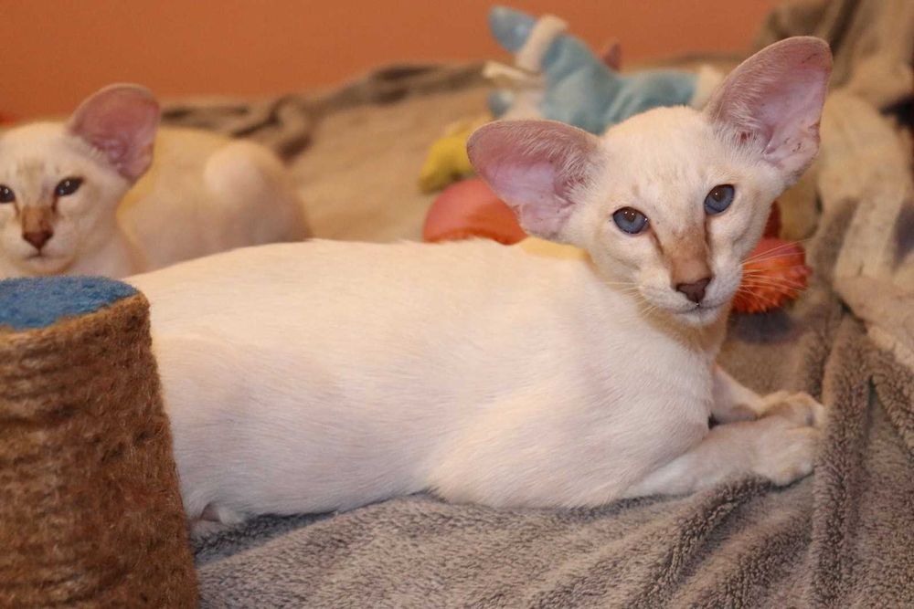 Орієнтали хлопчик Яромір та дівчинка Ясмін