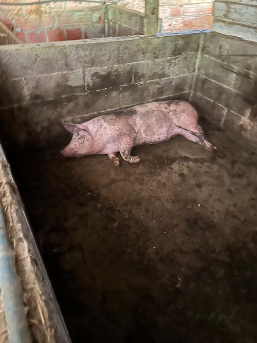 Porco caseiro fêmea