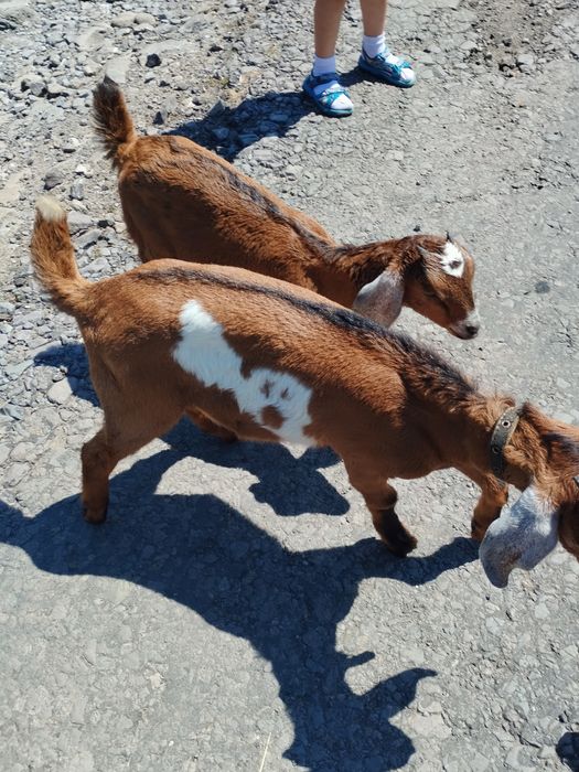 Цапик-нубієць 2000 грн