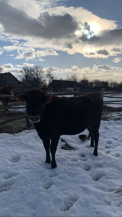 Теличка Джерсей (напівкровка), тільна джерсеєм 4 міс.