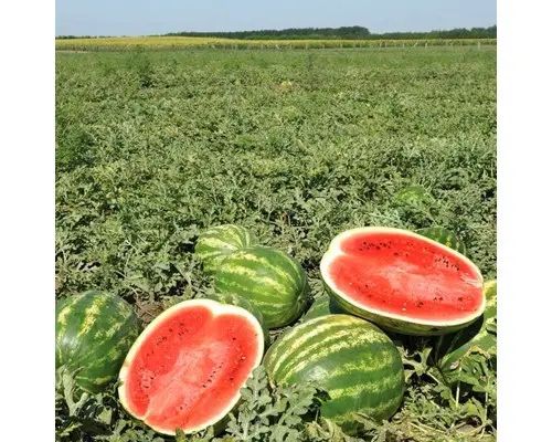 Насіння кавуна ВДЛ5003 АРАШАН F1 1000 шт VDL5003 ARASHAN F1 Семена