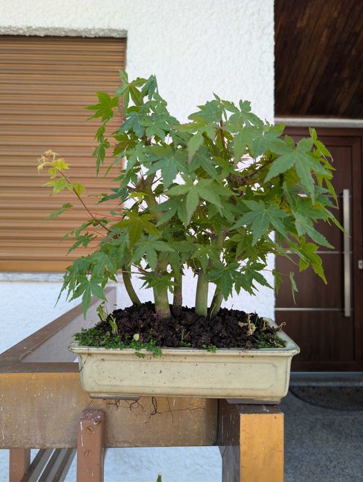 Pré Bonsai Acer Palmatum