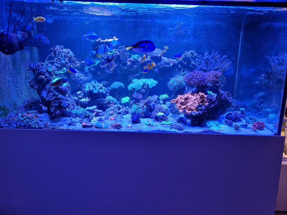 Aquário Agua Salgada Reef