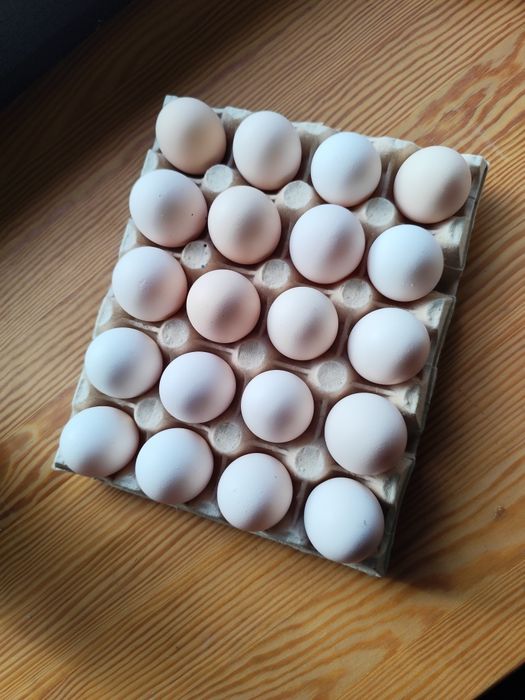 Jaja lęgowe Zielononóżki Kuropatwianej