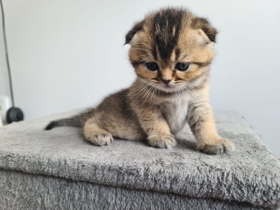 Scottish fold fêmea