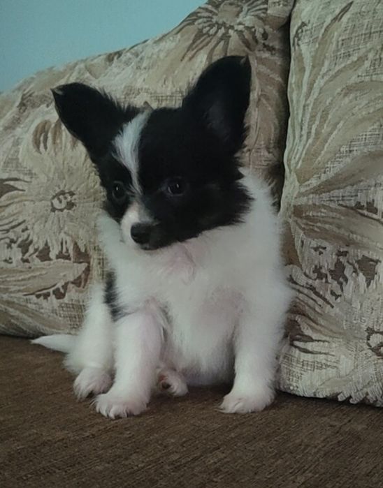 Spaniel kontynentalny miniaturowy Papillon - piesek ZKwP