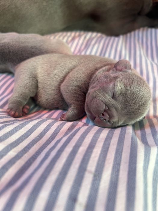 Buldog francuski Lilac lilak liliowy nie blue niebieski blekitny