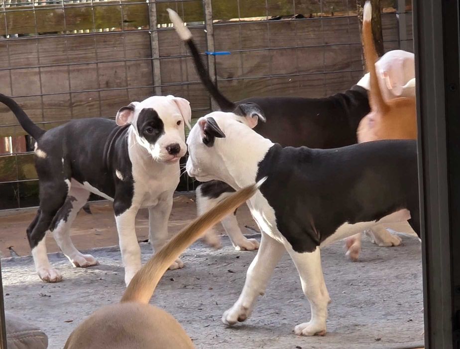 Rezerwacja amstaff- ELPIDA All for You FIC