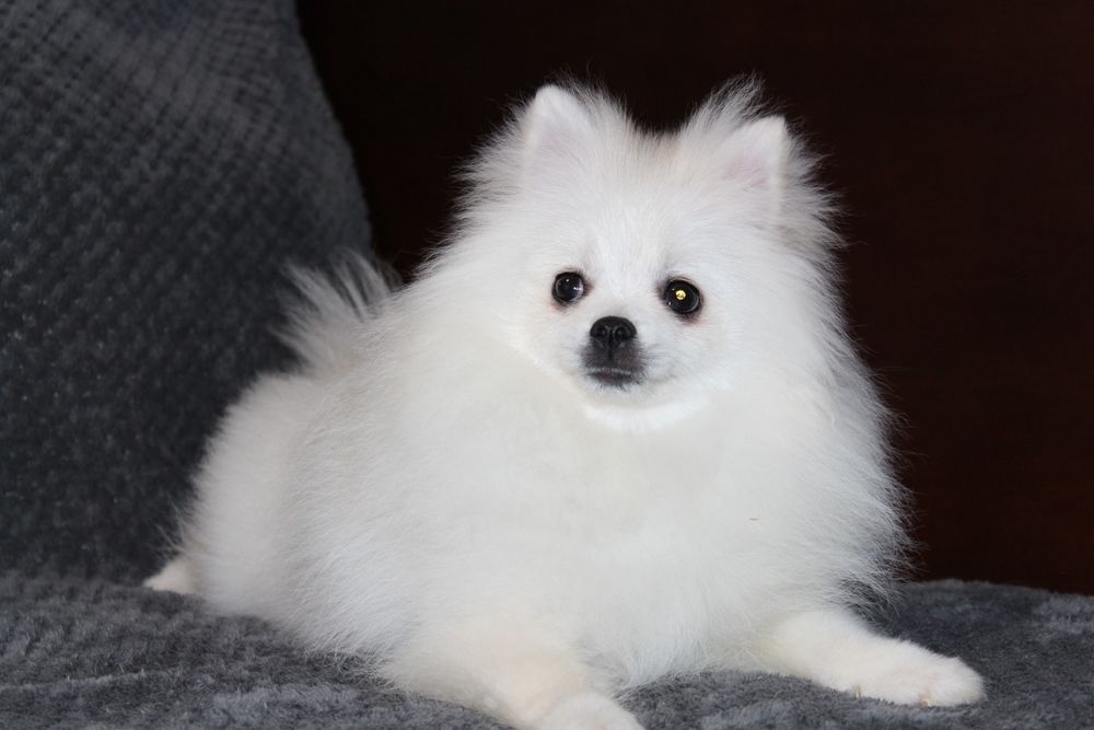 Гарні представники породи Померанський Шпіц