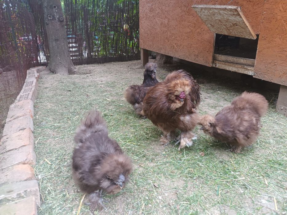 Jaja lęgowe silki/ jedwabiste