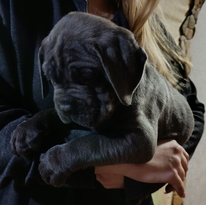 Корси у люблячу родину