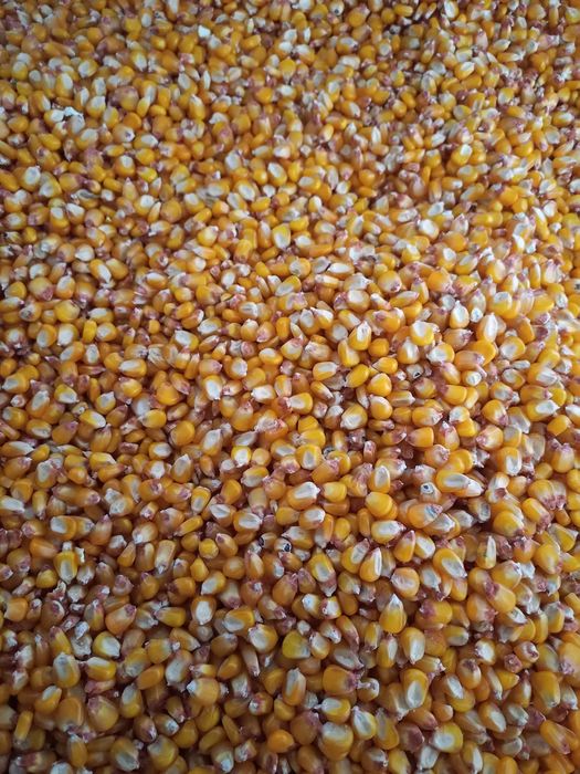 Milho miudo e graudo