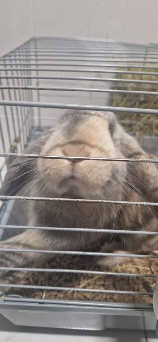 Vendo coelho orelhudo (8 meses)