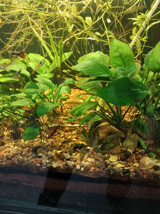 Аквариум великий на тумбі, і в тумбі ще 2 акваріума.