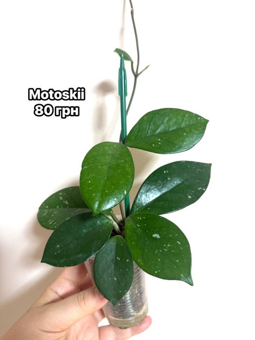 Densifolia , Noona , pachyclada, Pubicalyx,, Motoskii))