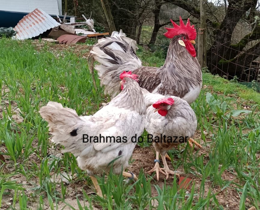 Ovos de leghorn lavanda