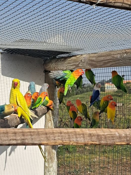 Aves e outras disponíveis