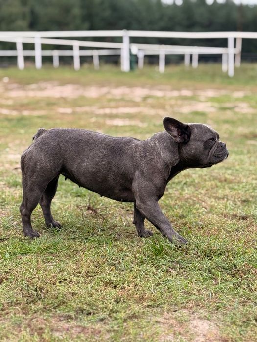 Buldog francuski suczka niecałe 2 lata