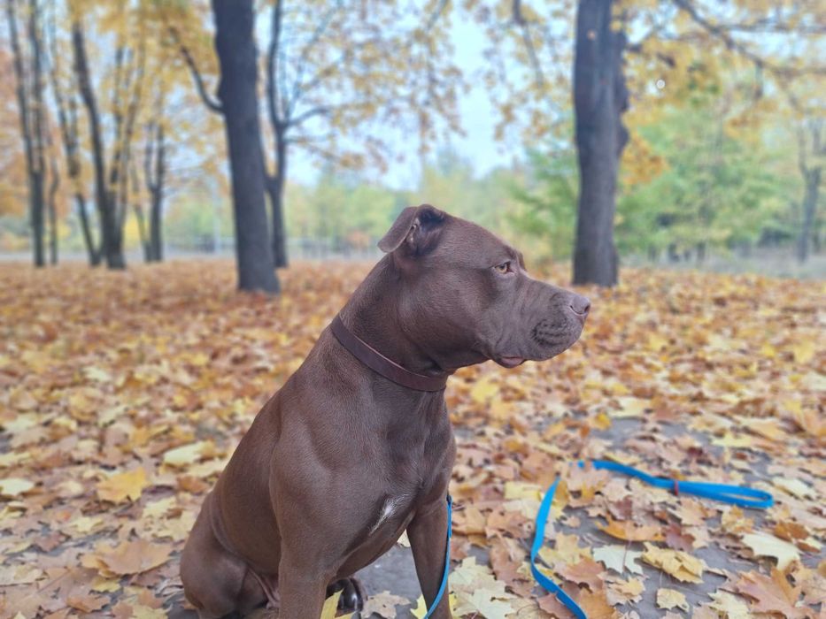 Ищем кобеля пит-буля для вязки.