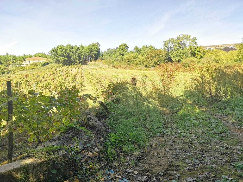 Vende-se Terreno Misto c/6500m2 - São Martinho de Anta (Sabrosa)