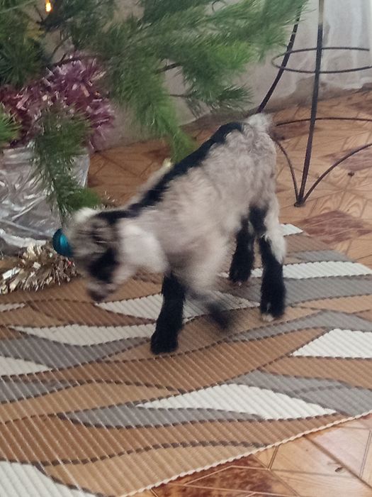 Продаются  маленькие козлята