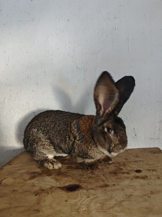 Samiec Belgijski Olbrzym Szary BOS