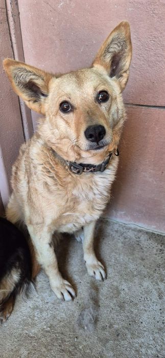 Suczka około 3 lata