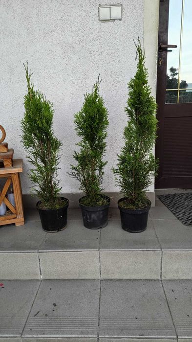 Tuja szmaragd 80cm-100cm