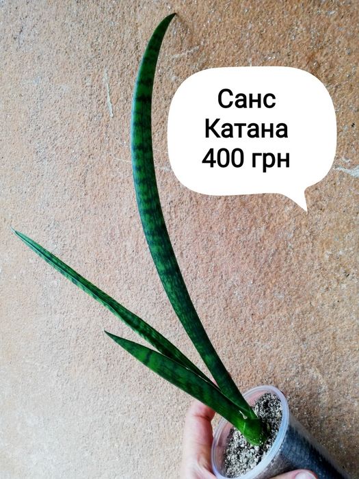 Сансівьєрії  гібриди Стар Канарі Катана Інті Глоу Францізі вар та інші