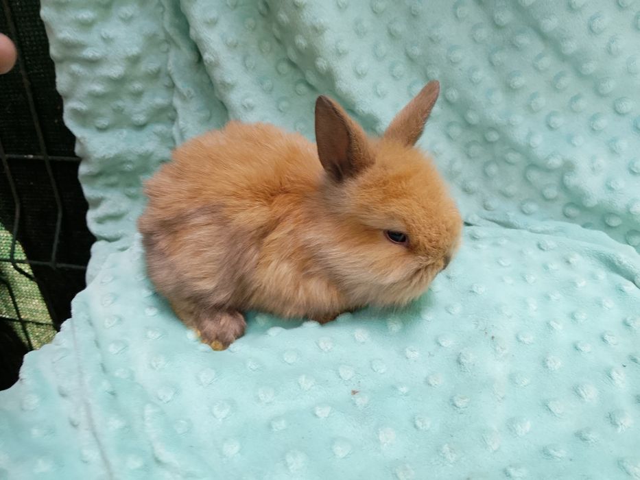 Króliki miniaturki króliczki miniaturki