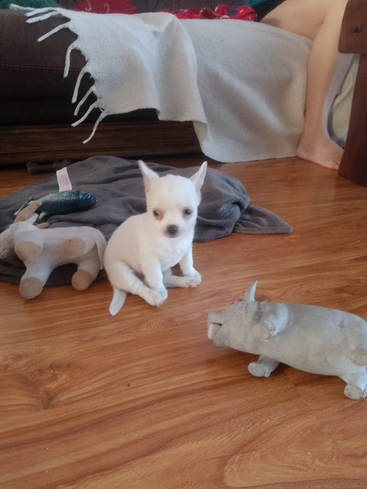 Chihuahua Biały Piesek