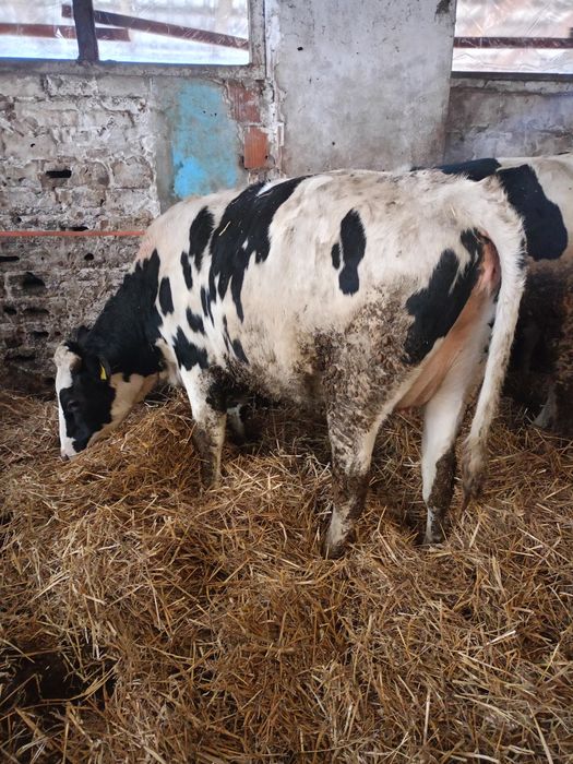 Jalowki hf wysokocielne hodowlane