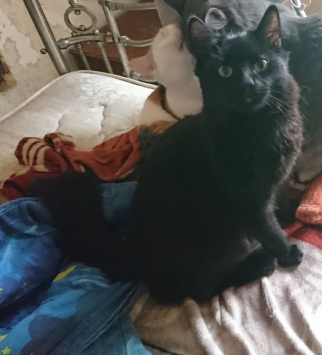 Отдам чёрного пушистого кота, 9 месяцев, кастрирован