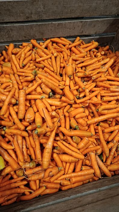 Marchew odpadowa