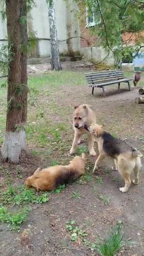 щенки девочки ищут дом