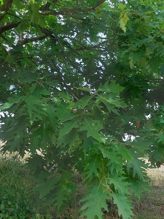 Planta da árvore do carvalho americano