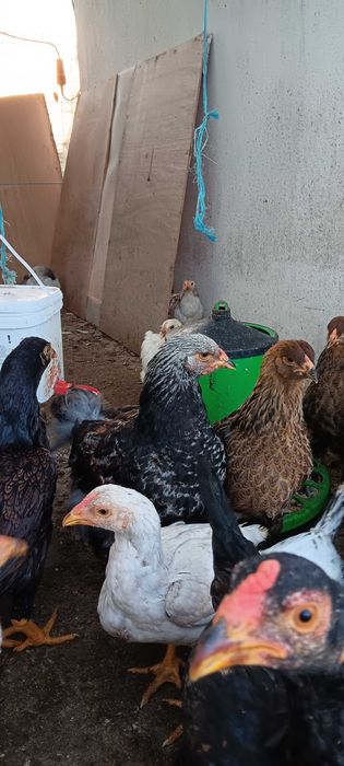 Galinhas brahma