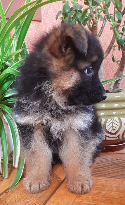 Цуценята нім.вівчарки