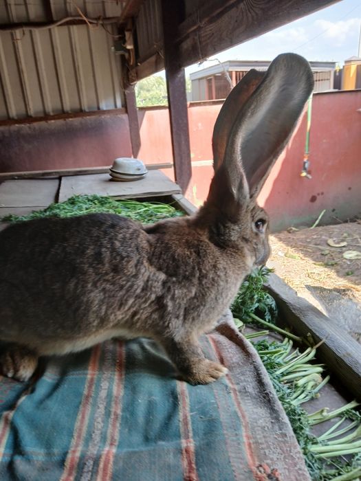 Бельгійський фландр