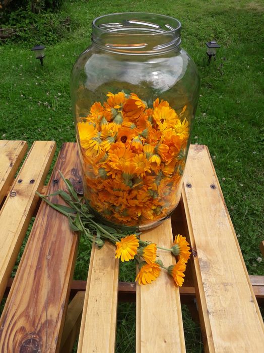 Ocet z nagietka 250ml